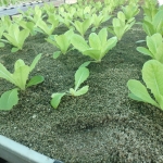 KES_COLLEGE_AGRO_INDUSTRY